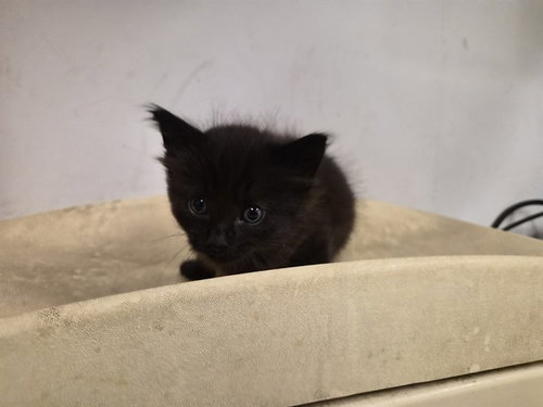 A163345, Baby Domestic Short Hair (medium coat), cat for adoption in Westminster, California