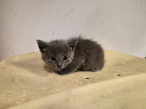 A163346, Baby Domestic Short Hair (medium coat), cat for adoption in Westminster, California