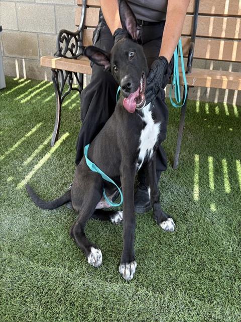 LICORICE, an adoptable Great Dane in Corona, CA