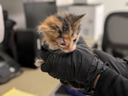 A163489, Baby Domestic Short Hair (medium coat), cat for adoption in Westminster, California