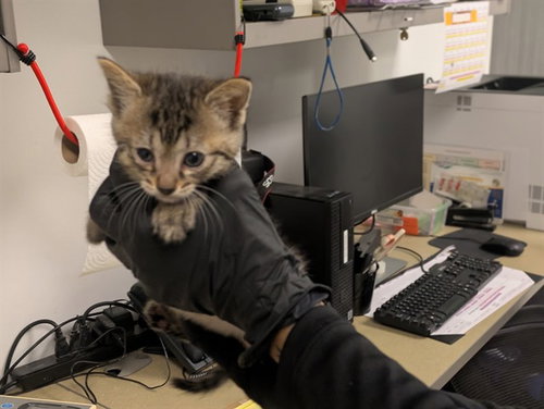 A163490, Baby Domestic Short Hair (medium coat), cat for adoption in Westminster, California