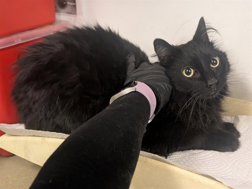 A163394, Adult Domestic Long Hair (medium coat), cat for adoption in Westminster, California