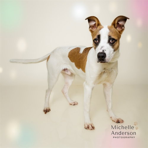 SCOUT, an adoptable Pit Bull Terrier in Corona, CA