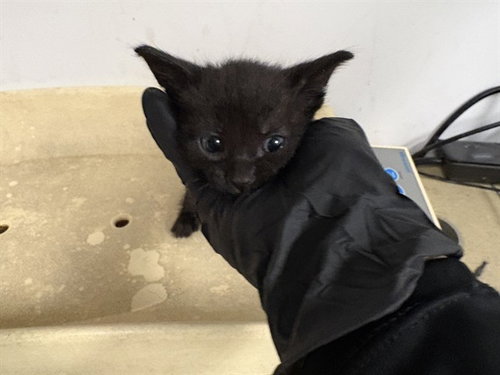 A163496, Baby Domestic Short Hair (medium coat), cat for adoption in Brea, California
