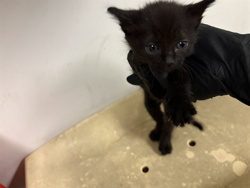 A163497, Baby Domestic Short Hair (medium coat), cat for adoption in Brea, California