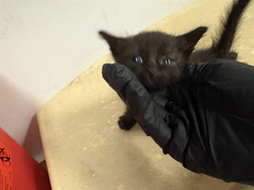 A163498, Baby Domestic Short Hair (medium coat), cat for adoption in Brea, California
