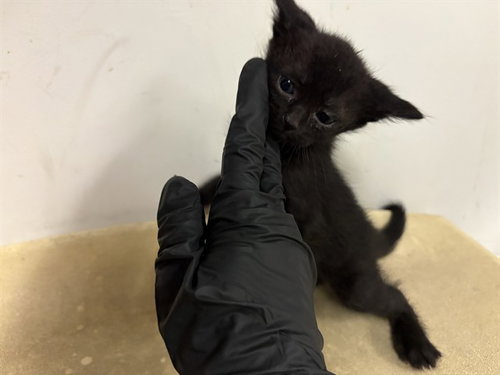 A163499, Baby Domestic Short Hair (medium coat), cat for adoption in Brea, California