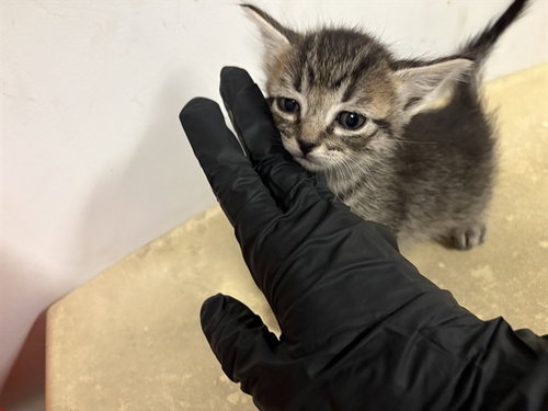 A163500, Baby Domestic Short Hair (medium coat), cat for adoption in Brea, California