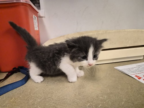 A163545, Baby Domestic Long Hair (medium coat), cat for adoption in Alhambra, California