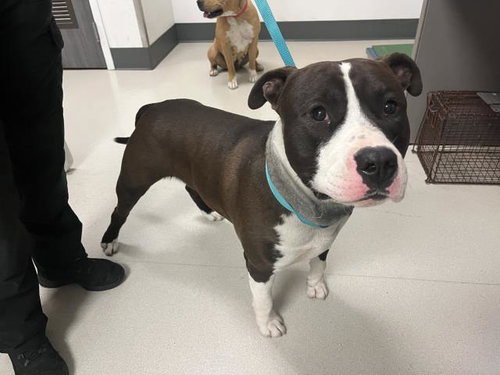 ACE, an adoptable Staffordshire Bull Terrier in Corona, CA