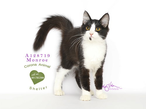 TESS, Senior Domestic Long Hair (medium coat), cat for adoption in Alhambra, California