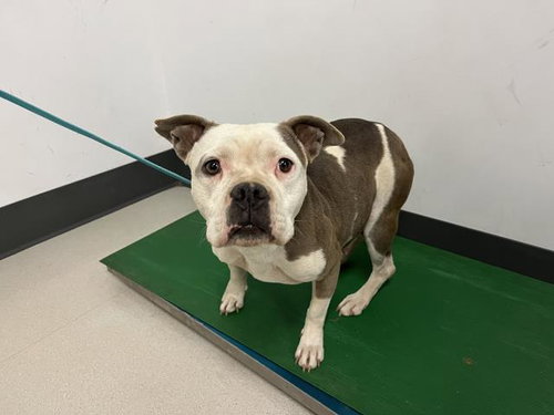 LILLY, an adoptable Staffordshire Bull Terrier in Corona, CA