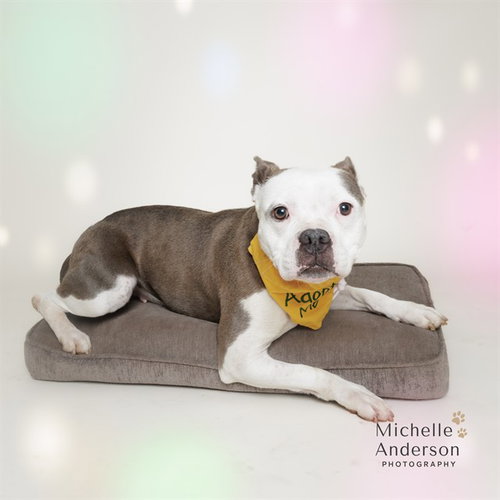 LILLIAN, an adoptable Staffordshire Bull Terrier in Corona, CA