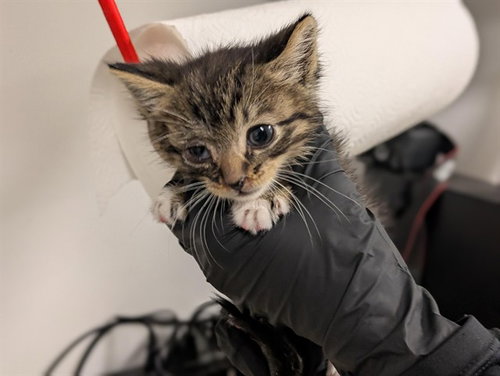 A163660, Baby Domestic Medium Hair (medium coat), cat for adoption in Alhambra, California