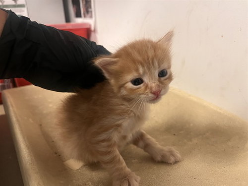 PERCY, Baby Domestic Short Hair (medium coat), cat for adoption in Alhambra, California