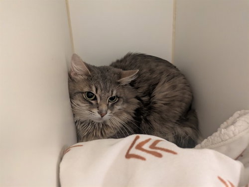 A163551, Adult Domestic Medium Hair (medium coat), cat for adoption in Alhambra, California
