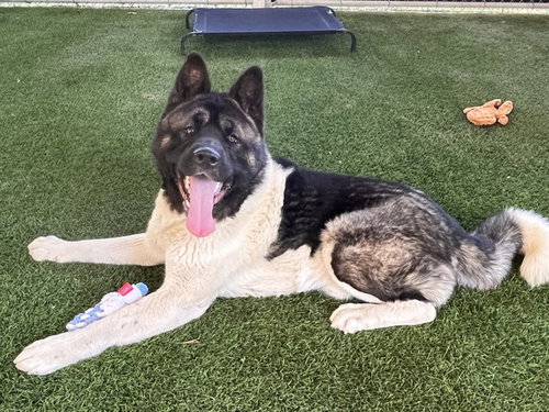 BOLT, an adoptable Akita in Corona, CA