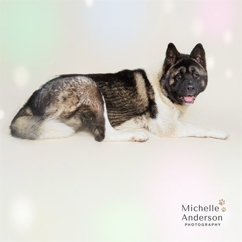 BOLT, an adoptable Akita in Corona, CA