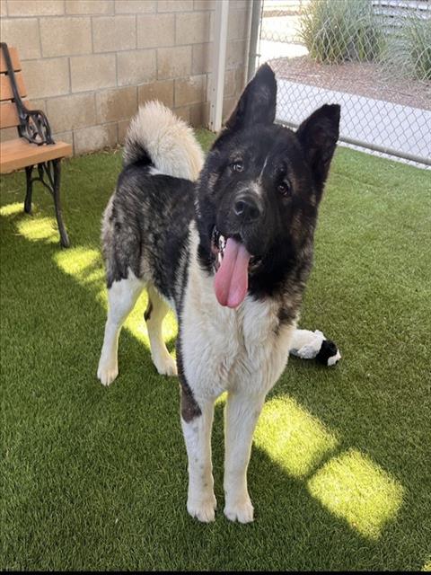 LIGHTNING, an adoptable Akita in Corona, CA