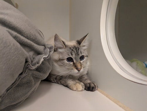 A163552, Adult Domestic Short Hair (medium coat), cat for adoption in Alhambra, California