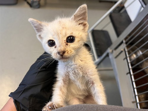 A163714, Baby Domestic Short Hair (medium coat), cat for adoption in Alhambra, California