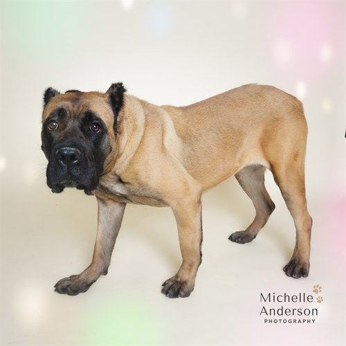 YOGI, an adoptable Mastiff in Corona, CA