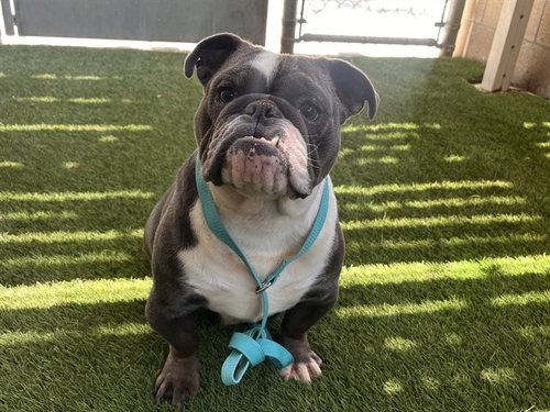 A163623, an adoptable English Bulldog in Corona, CA