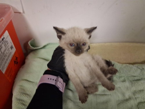 A163787, Baby Domestic Short Hair (medium coat), cat for adoption in Alhambra, California