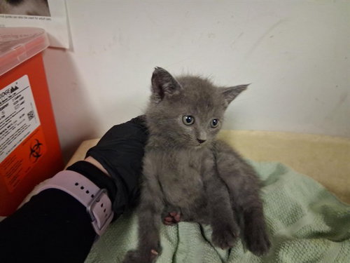 A163788, Baby Domestic Short Hair (medium coat), cat for adoption in Alhambra, California