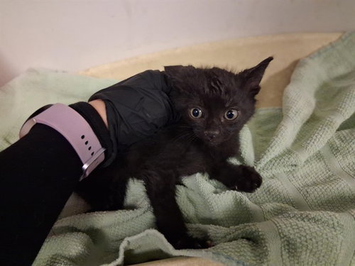 A163789, Baby Domestic Short Hair (medium coat), cat for adoption in Alhambra, California