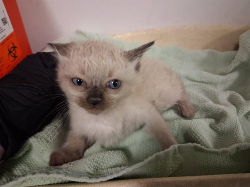 A163790, Baby Domestic Short Hair (medium coat), cat for adoption in Alhambra, California