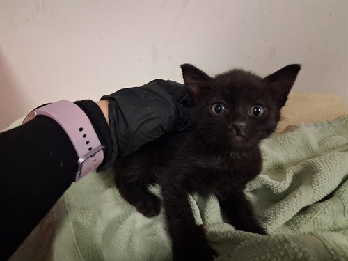 A163791, Baby Domestic Short Hair (medium coat), cat for adoption in Alhambra, California