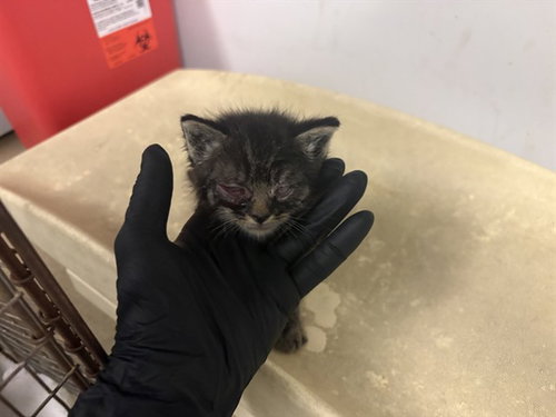 A163806, Baby Domestic Short Hair (medium coat), cat for adoption in Alhambra, California