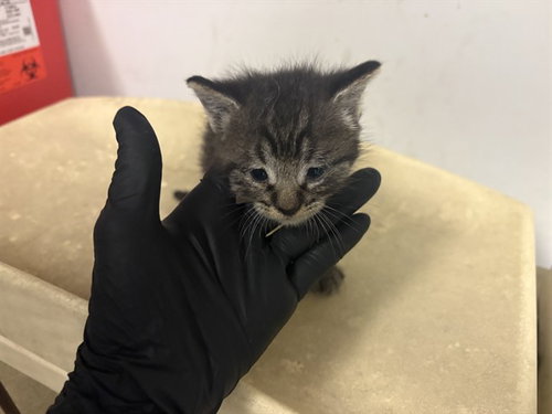 A163807, Baby Domestic Short Hair (medium coat), cat for adoption in Alhambra, California