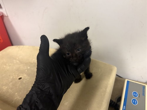 A163808, Baby Domestic Short Hair (medium coat), cat for adoption in Alhambra, California