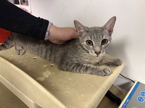 A163664, Young Domestic Short Hair (medium coat), cat for adoption in Paramount, California