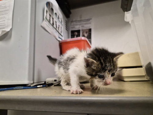 A163819, an adoptable Domestic Short Hair in Corona, CA