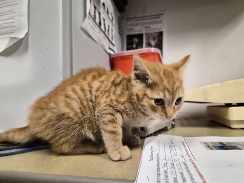 A163820, an adoptable Domestic Short Hair in Corona, CA