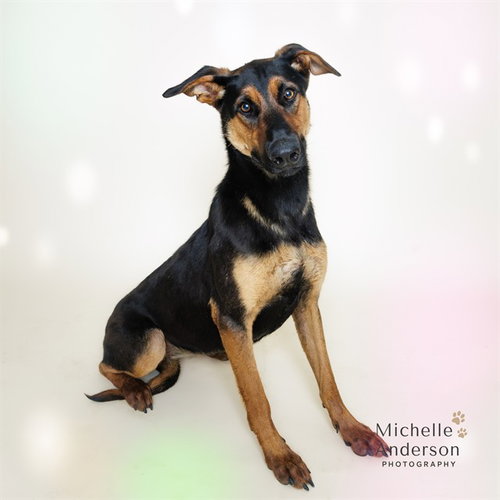 JOY, an adoptable Doberman Pinscher in Corona, CA