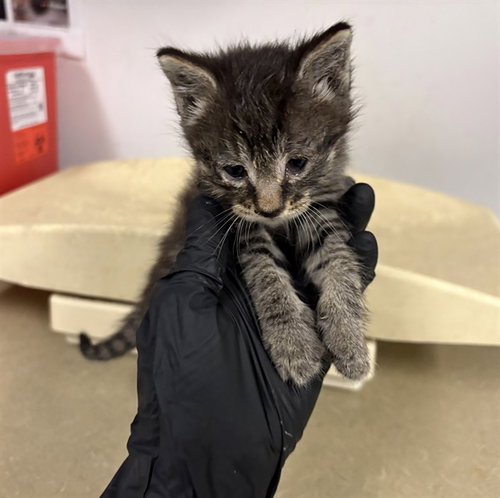 A163834, Baby Domestic Short Hair (medium coat), cat for adoption in Paramount, California