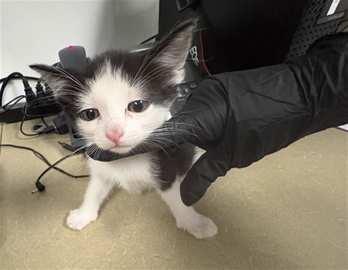 A163846, an adoptable Domestic Short Hair in Corona, CA