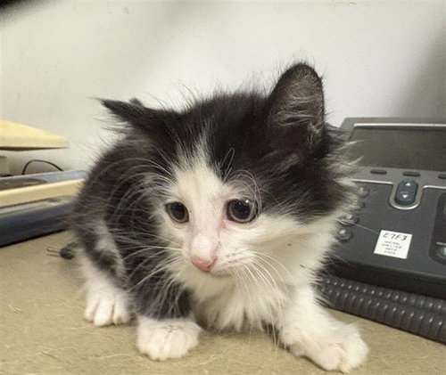 A163847, an adoptable Domestic Long Hair in Corona, CA