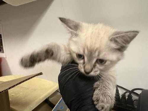A163849, an adoptable Siamese in Corona, CA