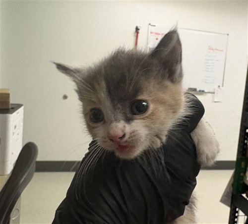 A163853, an adoptable Domestic Short Hair in Corona, CA