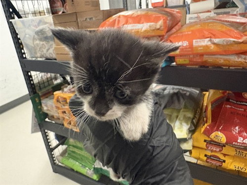 A163854, Baby Domestic Short Hair (medium coat), cat for adoption in Paramount, California