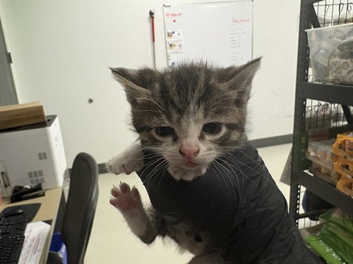 A163855, Baby Domestic Short Hair (medium coat), cat for adoption in Paramount, California