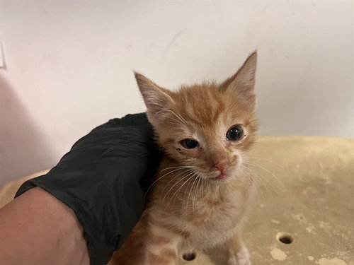 A163864, Baby Domestic Short Hair (medium coat), cat for adoption in Paramount, California