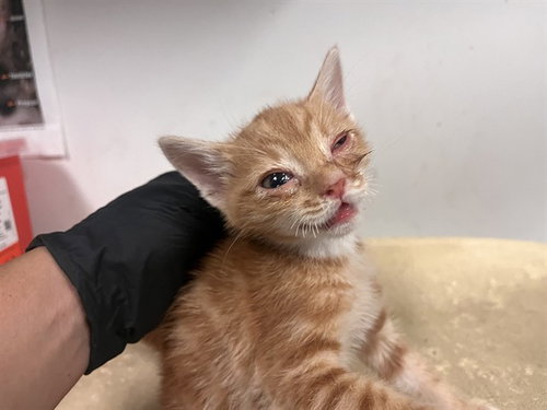 A163866, an adoptable Domestic Short Hair in Corona, CA