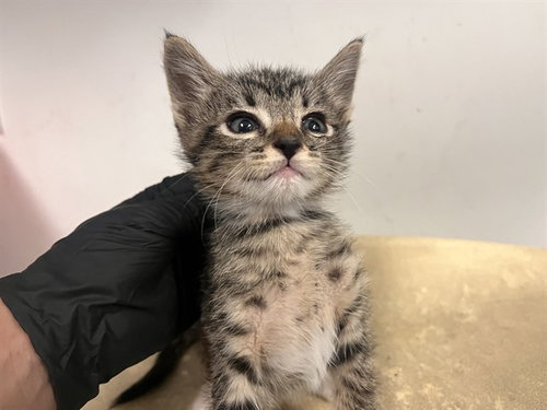 A163867, Baby Domestic Short Hair (medium coat), cat for adoption in Paramount, California