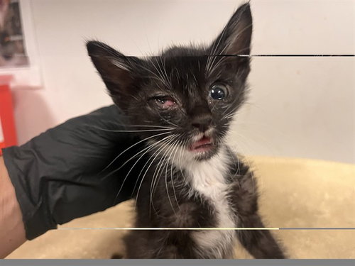 SPARKY, Baby Domestic Short Hair (medium coat), cat for adoption in Paramount, California